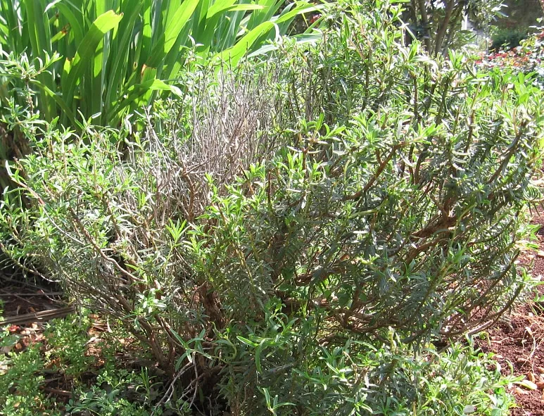 Green Wild Thyme Green Wild Thyme