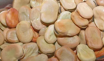 Un-Pealed Fava Beans Un-Pealed Fava Beans