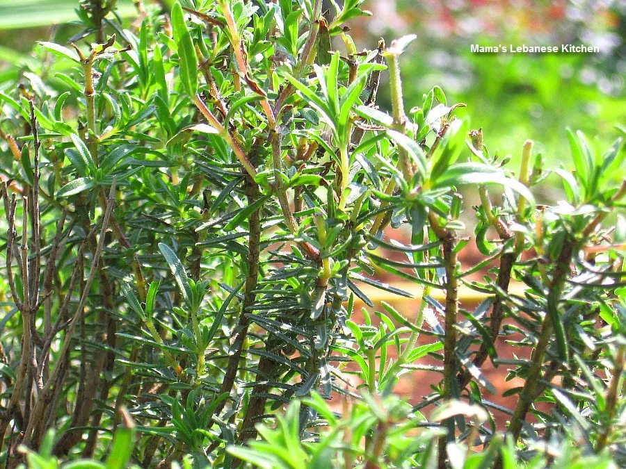 Wild Thyme Plant Growing in Our Backyard in Lebanon Green Wild Thyme Salad