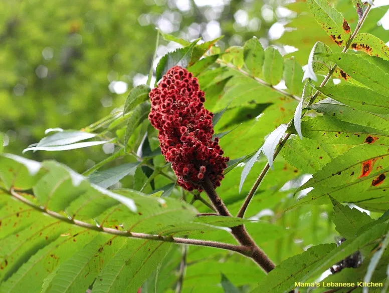 Staghorn Sumac Tree