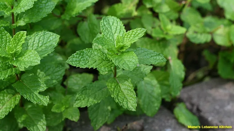 Fresh Green Mint