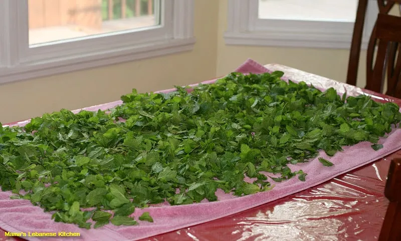 Lay Green Mint To Dry