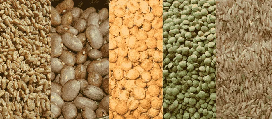 Makhlouta Grains Makhlouta Grains