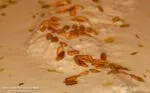 Lebanese Samkeh Harra, Spicy Tahini Fish Recipe