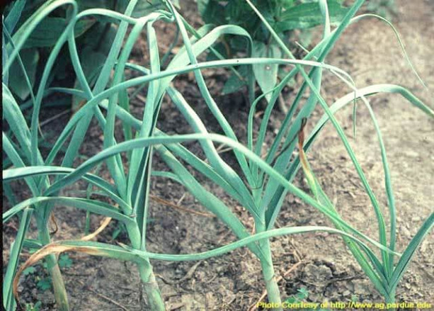 Garlic leaves