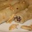 Lebanese Cabbage Rolls With Meat and Rice – Mih-sheh Malfouf Recipe